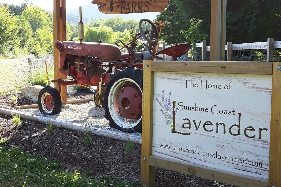 Sunshine Coast Lavender Farm