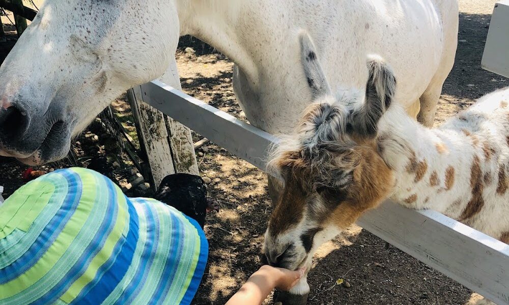 Farm Ventures