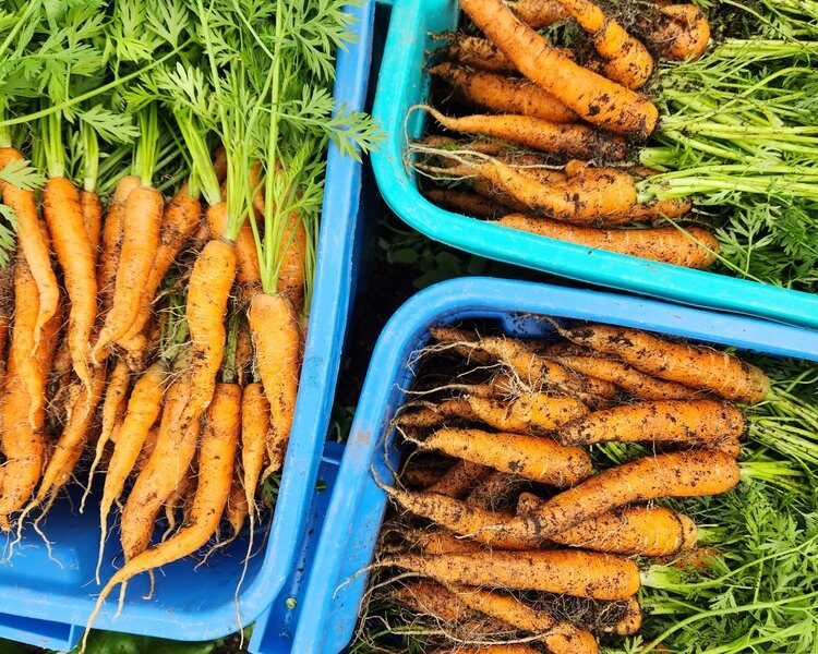 Grounded Acres Organic Farm