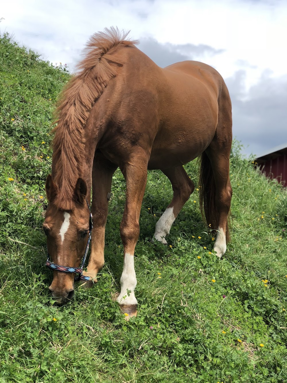 Mason Bluff Farm