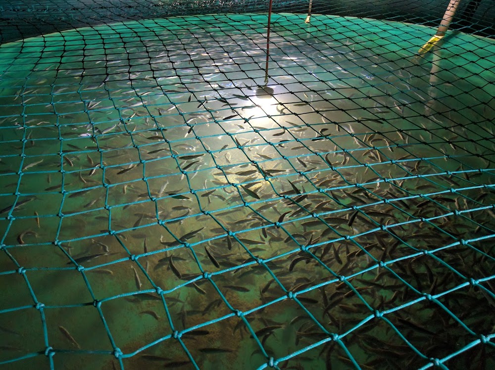 Northern Divine Aquafarms Ltd.