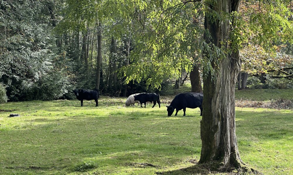 Penny Lane Farm