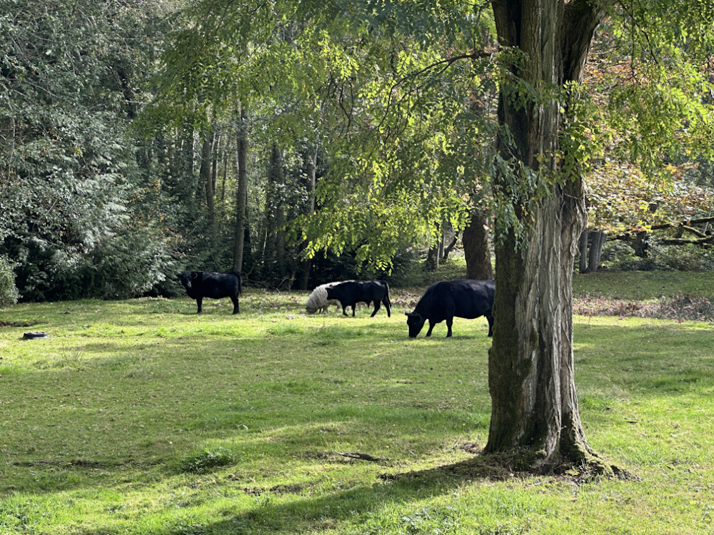 Penny Lane Farm