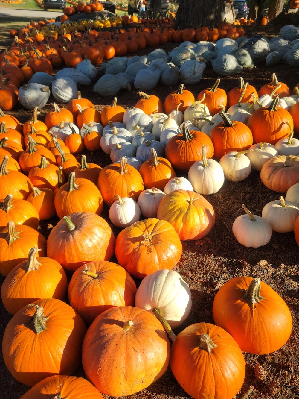 Silver Meadows Farm Market Ltd.